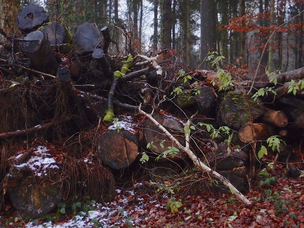 A Dead Birch