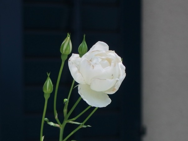 A rose for the dancers