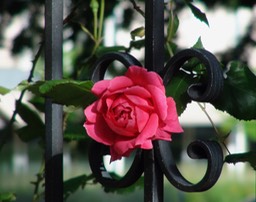 A Rose