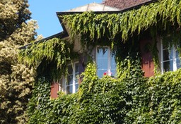 A Window With Flowers