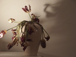 Nature morte