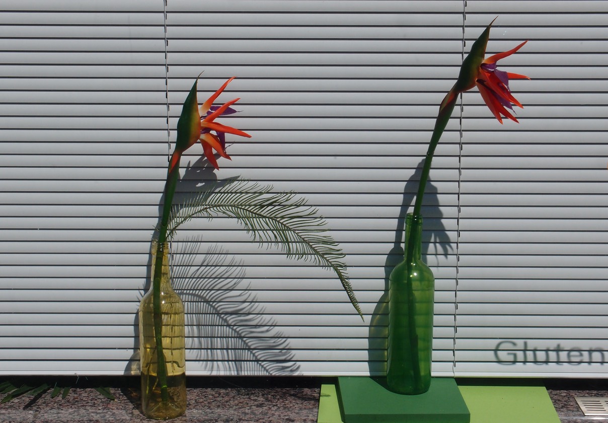 Strelitzia