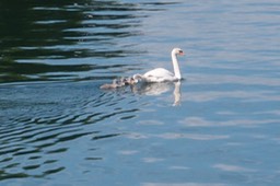 Swimming Lesson