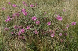 Wild Flowers